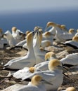 Gannets greeting each other with the Gannet Dance Royalty Free Stock Photo