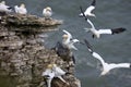 Gannets - (Morus bassanns)