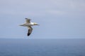 Gannets, Morus bassanus, in flight at Bempton Cliffs in Yorkshire Royalty Free Stock Photo