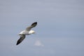 Gannets, Morus bassanus, in flight at Bempton Cliffs in Yorkshire Royalty Free Stock Photo