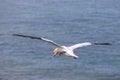 Gannets, Morus bassanus, in flight at Bempton Cliffs in Yorkshire Royalty Free Stock Photo