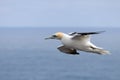 Gannets, Morus bassanus, in flight at Bempton Cliffs in Yorkshire Royalty Free Stock Photo