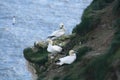 Gannets nesting on a cliff