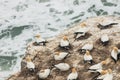Gannets nesting on cliffs above ocean waves