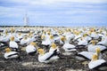 Gannet colony at Cape Kidnappers, Hawkes Bay