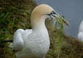 Gannets nesting on chalk cliffs of east Yorkshire, UK.