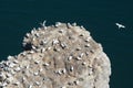 Gannets and other sea birds nesting on a rocky outcrop at Bempton cliffs, Yorkshire. Royalty Free Stock Photo