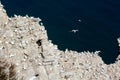 Gannets and other sea birds nesting on a rocky outcrop at Bempton cliffs, Yorkshire. Royalty Free Stock Photo