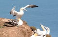 Gannets and other sea birds nesting on a rocky outcrop at Bempton cliffs, Yorkshire. Royalty Free Stock Photo