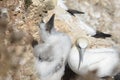 Gannets and other sea birds nesting on a rocky outcrop at Bempton cliffs, Yorkshire. Royalty Free Stock Photo