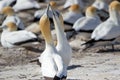 Gannets performing the Gannet dance Royalty Free Stock Photo