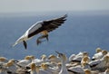 Gannets returning to his nest with seaweed Royalty Free Stock Photo