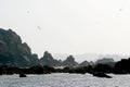 Gannets upon a rock in Bretagne (France) Royalty Free Stock Photo