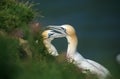 A courting Gannets pair on the edge of a cliff