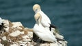 Gannets are seabirds comprising the genus Morus in the family Sulida.