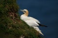 A Northern Gannet on the edge of a cliff