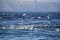Gannets and shearwaters