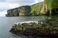 Gannets, Shetland Royalty Free Stock Photo