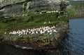 Gannets, Shetland Royalty Free Stock Photo