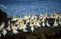 Gannets, Shetland Royalty Free Stock Photo