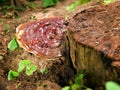 Ganoderma