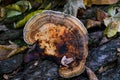 Ganoderma applanatum bracket fungus mushroom growing on a birch tree bark. Royalty Free Stock Photo