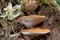 Ganoderma Applanatum fungi