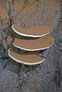 Ganoderma applanatum is parasitic and saprophytic,and grows as a mycelium within the wood of living and dead trees. Royalty Free Stock Photo