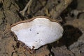 Ganoderma applanatum is parasitic and saprophytic,and grows as a mycelium within the wood of living and dead trees. Royalty Free Stock Photo