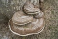 Ganoderma applanatum