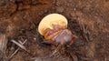 Ganoderma curtisii Royalty Free Stock Photo