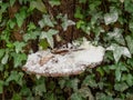 Ganoderma fungus being parasitized by mold. Royalty Free Stock Photo