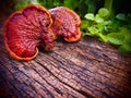 Ganoderma Royalty Free Stock Photo