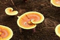 Ganoderma or Lingzhi mushroom in the nature Royalty Free Stock Photo