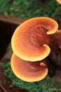 Ganoderma lucidum Royalty Free Stock Photo