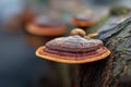 Ganoderma Lucidum aka Reishi mushroom in the forest. Generative Ai Royalty Free Stock Photo