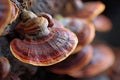 Ganoderma Lucidum aka Reishi mushroom in the forest. Generative Ai Royalty Free Stock Photo