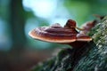 Ganoderma Lucidum aka Reishi mushroom in the forest. Generative Ai Royalty Free Stock Photo