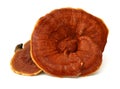 Ganoderma Lucidum Royalty Free Stock Photo