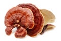 Ganoderma Lucidum isolated on white. Royalty Free Stock Photo