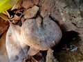Ganoderma lucidum Lingzhi or Reishi at nature. Royalty Free Stock Photo