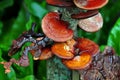 Ganoderma lucidum