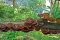 Ganoderma lucidum mushroom Royalty Free Stock Photo