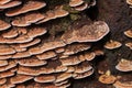 Ganoderma lucidum in mushroom farm. Ganoderma or Lingzhi mushroom in the nature Royalty Free Stock Photo