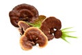 Ganoderma lucidum Royalty Free Stock Photo