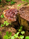 Ganoderma mushroom Royalty Free Stock Photo
