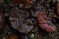 Ganoderma mushroom- oriental fungus on rain fed ground