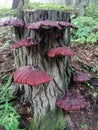 Ganoderma sessile