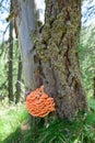 Ganoderma. Specimen of orange mushroom on tree in the mountains