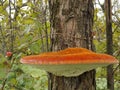 Lingzhi/Ganoderma